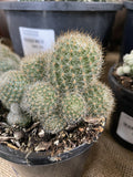 CACTI MIXED 10CM