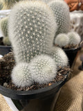 CACTI MIXED 10CM