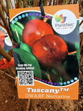 NECTARINE DWARF TUSCANY BARE ROOT