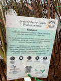PEACH DWARF OHENRY BARE ROOT