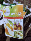PEAR DWARF COOL CRISP BARE ROOT