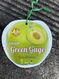PLUM DWARF GREEN GAGE BARE ROOT SMALL