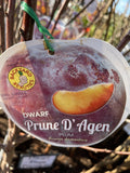 PLUM DWARF PRUNE D'AGEN BARE ROOT