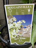 BOUGAINVILLEA VERA WHITE 20CM