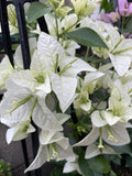BOUGAINVILLEA VERA WHITE 20CM