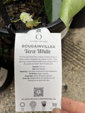 BOUGAINVILLEA VERA WHITE 20CM