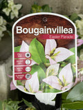 BOUGAINVILLEA EASTER PARADE 20CM
