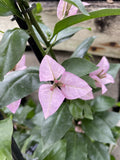 BOUGAINVILLEA EASTER PARADE 20CM