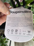 BOUGAINVILLEA EASTER PARADE 20CM