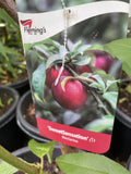 NECTARINE SWEETSENSATION BARE ROOT