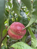 NECTARINE SWEETSENSATION BARE ROOT