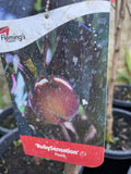 PEACH RUBYSENSATION BARE ROOT
