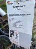 PEACH RUBYSENSATION BARE ROOT