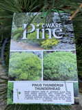 PINUS THUNBERGII THUNDERHEAD 30CM