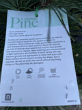 PINUS THUNBERGII THUNDERHEAD 30CM