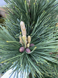 PINUS THUNBERGII THUNDERHEAD 30CM