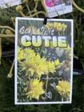 CONOSTYLUS CANDICANS CUTIE 14CM