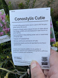 CONOSTYLUS CANDICANS CUTIE 14CM