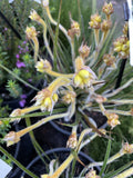 CONOSTYLUS CANDICANS CUTIE 14CM