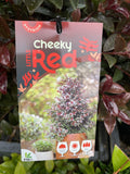 SYZIGIUM CHEEKY LITTLE RED 20CM