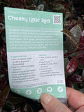 SYZIGIUM CHEEKY LITTLE RED 20CM