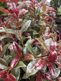 SYZIGIUM CHEEKY LITTLE RED 20CM