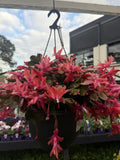ZYGO CACTUS ASSORTED HANGING BASKET 27CM (AGED)