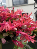 ZYGO CACTUS ASSORTED HANGING BASKET 27CM (AGED)