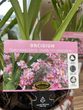 ONCIDIUM TWINKLE CHIAN-TZY DRAGON NO. 1 POTTED 