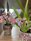 ONCIDIUM TWINKLE CHIAN-TZY DRAGON NO. 1 POTTED 