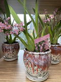 ONCIDIUM TWINKLE CHIAN-TZY DRAGON NO. 1 POTTED 