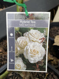 ROSE MEMOIRE BARE ROOT 