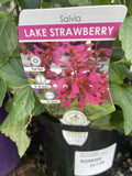 SALVIA LAKE STRAWBERRY 14CM