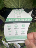 SALVIA LAKE STRAWBERRY 14CM