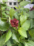 SALVIA LAKE STRAWBERRY 14CM