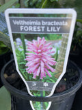 VELTHEMIA BRACTEATA PINK 14CM