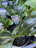 VELTHEMIA BRACTEATA PINK 14CM