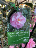 CAMELLIA SPRING FESTIVAL 25CM