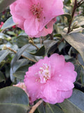 CAMELLIA SPRING FESTIVAL 25CM