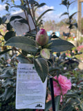 CAMELLIA SPRING FESTIVAL 25CM