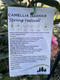 CAMELLIA SPRING FESTIVAL 25CM