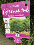 CASUARINA GLAUCA GREENWAVE 30CM