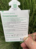 CASUARINA GLAUCA GREENWAVE 30CM