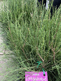 CASUARINA GLAUCA GREENWAVE 30CM
