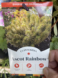 EUPHORBIA ASCOT RAINBOW 14CM