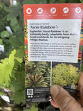 EUPHORBIA ASCOT RAINBOW 14CM