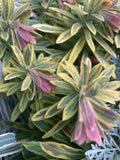 EUPHORBIA ASCOT RAINBOW 14CM