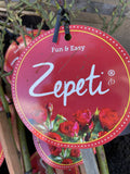 ROSE STANDARD ZEPETI 2FT BARE ROOT