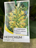 HEDYCHIUM UROPHYLLUM BRILLIANT YELLOW 20CM