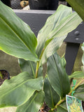 HEDYCHIUM UROPHYLLUM BRILLIANT YELLOW 20CM